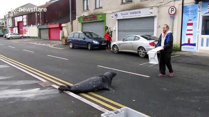 Introducing Sammy the Seal, a local celebrity in an Irish city