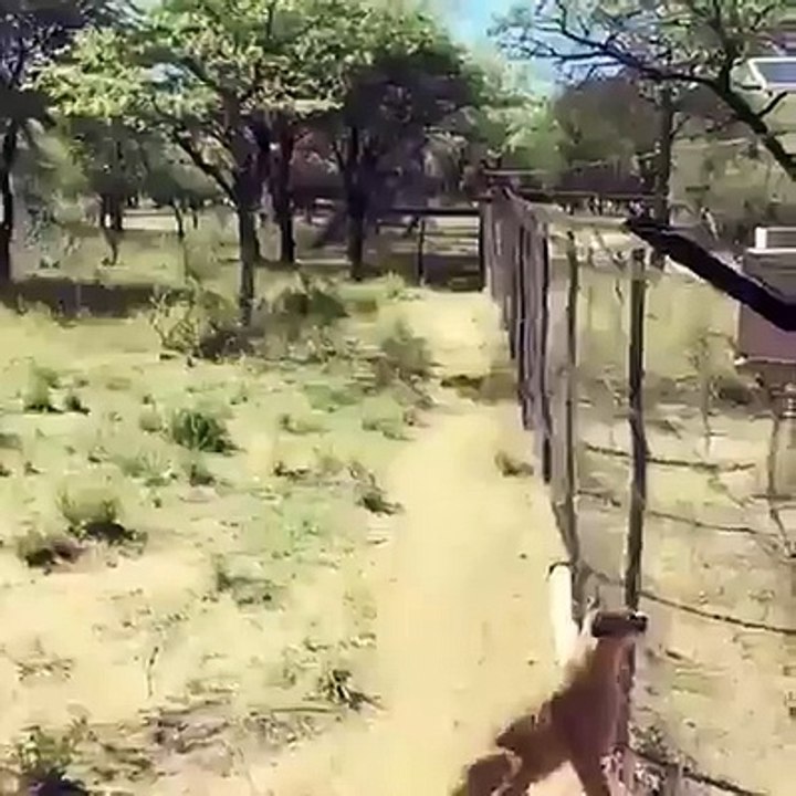 Who .... What A Dive
