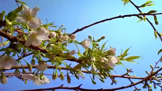 Beautiful Nature - Spring. ( Красивая природа - Весна )