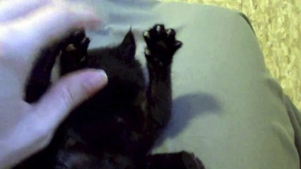 Black Cat Stick 'Em Up!!