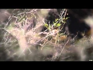 Where in the World is Colorado Buck?  - Mexico Sonora Desert Sheep Hunt