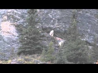 Steve's Outdoor Adventures - Epic British Columbia Big Game Adventure Part Three