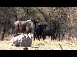 Excalibur's Huntin' the Backwoods - Back to The Bushveld
