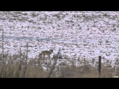 M2D Camo's Livin' the Dream - Mid-West Predators