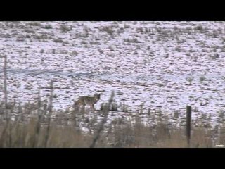 M2D Camo's Livin' the Dream - Mid-West Predators