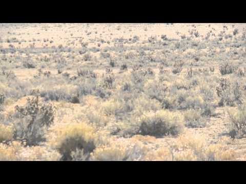 Predator Nation - Colorado Triple