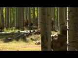 Primos - The Truth About Hunting - Elk in Colorado Rocky Mountains