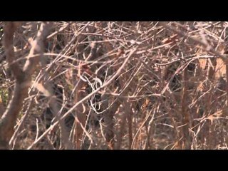 Dallas Safari Club's Tracks Across Africa - Operation Teeth & Claw Part 1