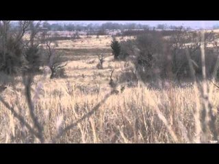 Predator Quest  - Big Coyotes