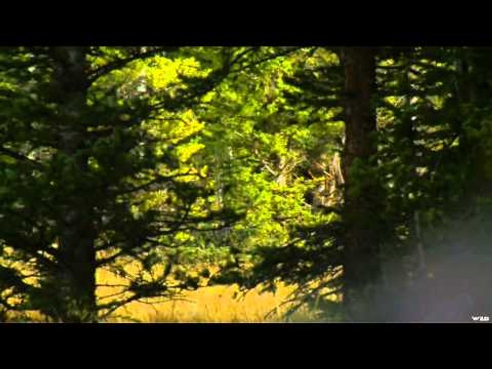Primos - The Truth About Hunting - Elk in Colorado