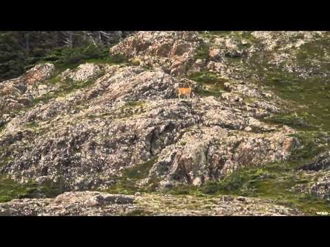 Nosler's Magnum TV - Alaska Cast & Blast