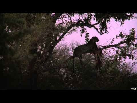 Dallas Safari Club's Tracks Across Africa - The Magic of Tanzania