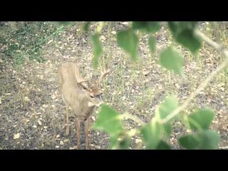 Headhunter's TV - Headhunting Montana Part 1