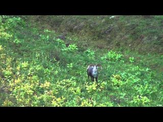 Long Range Pursuit - Outfitter Episode: Mountain Goat, Stone Sheep, and Moose