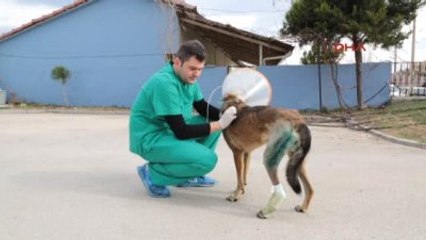 Denizli Sokak Köpeğine Doku Nakli