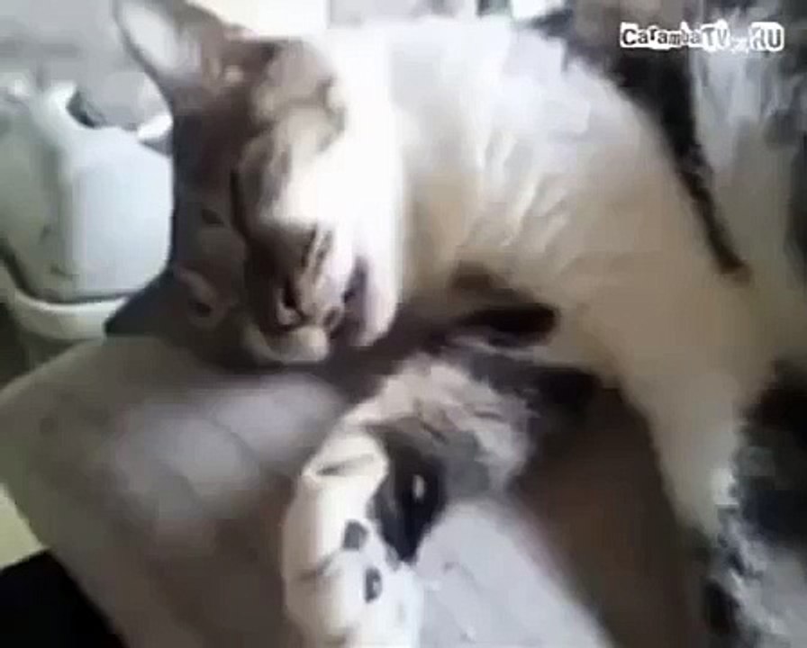 Приколы! Ну очень крепкий сон!)))