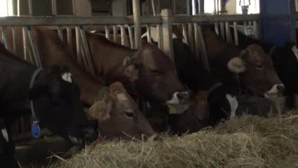 Kırmızı Etteki Tavan Fiyat Uygulaması