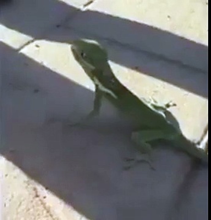 Lizard Angry On Human very funny