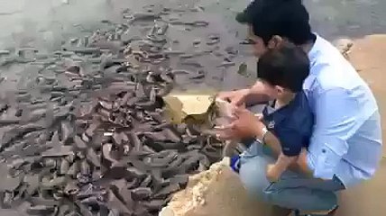 Lot Of Fishes very Funny