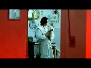 Chien resto chinois