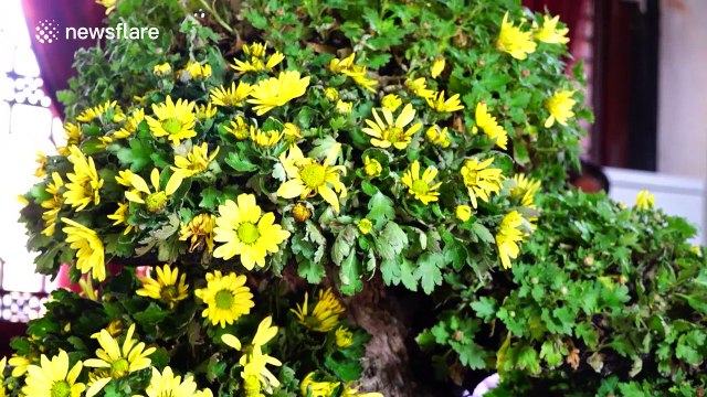 Beautiful flowers grow out of dead trees