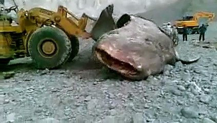 Dünyanın En Büyük Köpek Balığını Mezara Koymak