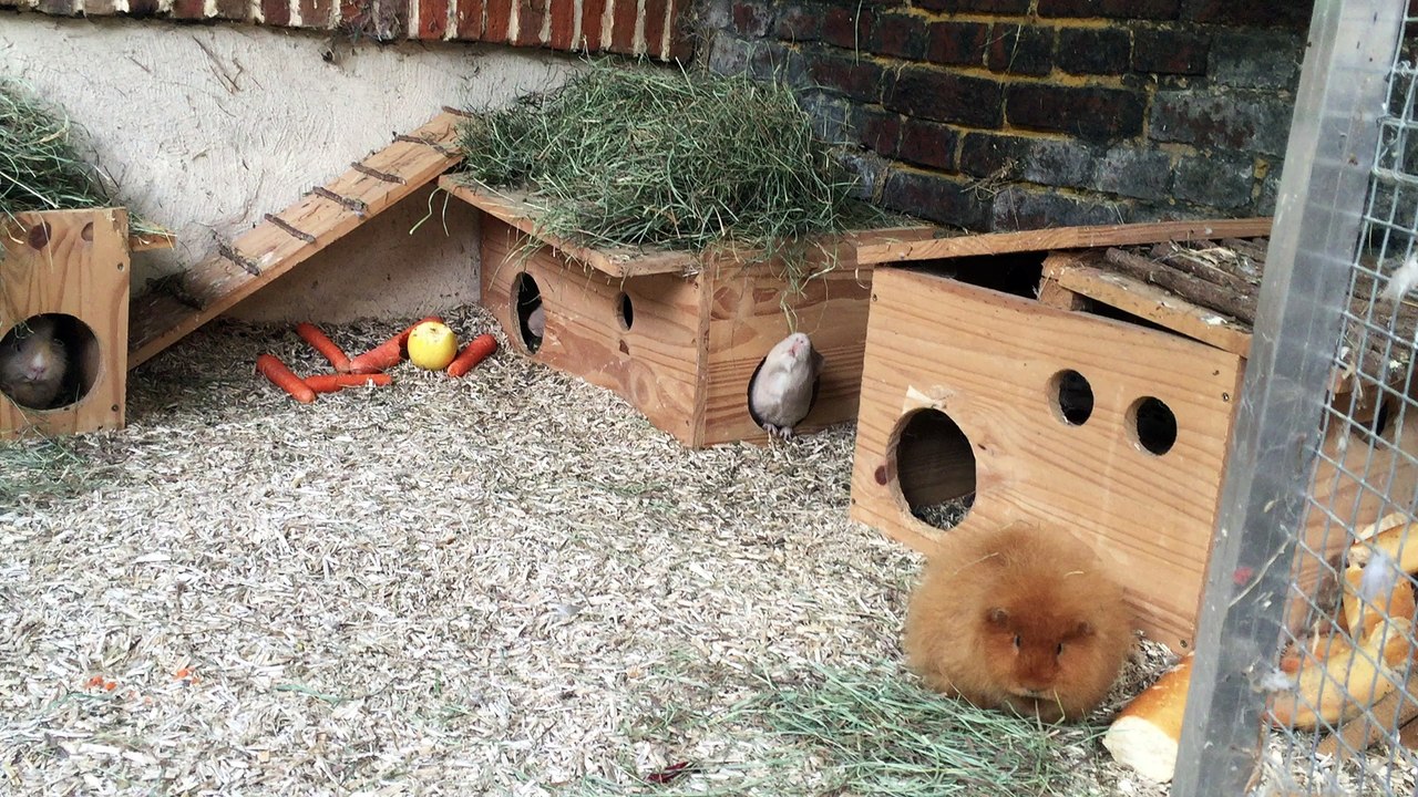 Femelles et quelques jeunes chons