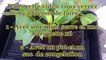 Faire ses boutures de Salvia divinorum 1_2