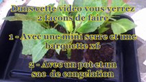 Faire ses boutures de Salvia divinorum 1_2
