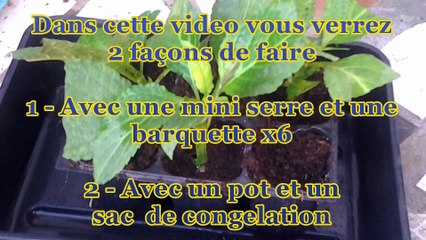 Faire ses boutures de Salvia divinorum 1_2