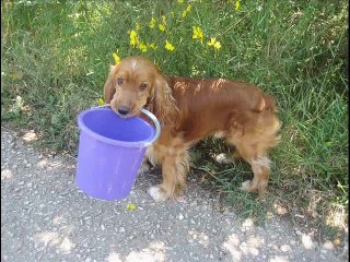 Мой маленький помощник. Английский кокер-спаниель