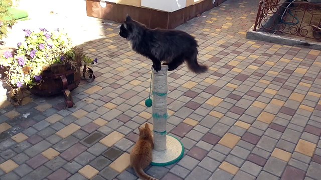 Нападение серого кота на рыжего котёнка. Котэ дерутся