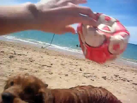 Собачка играет на пляже. Английский кокер-спаниель