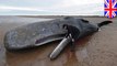 What causes whale strandings?