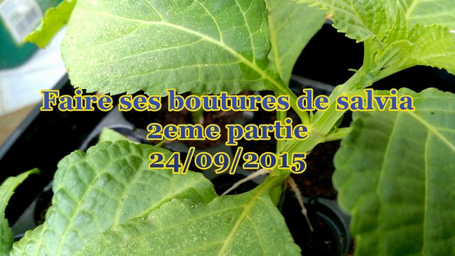 Faire ses boutures de Salvia divinorum 2_2