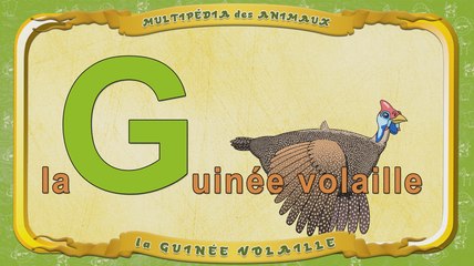 Multipédia des animaux. La lettre G - la Guinée volaille