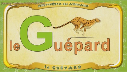 Multipédia des animaux. La lettre G - le Guépard