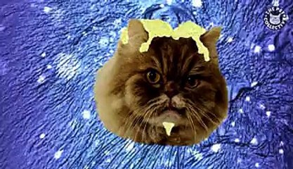 Lovly Cat, So Hot Right Now || Zoolander 2 Parody
