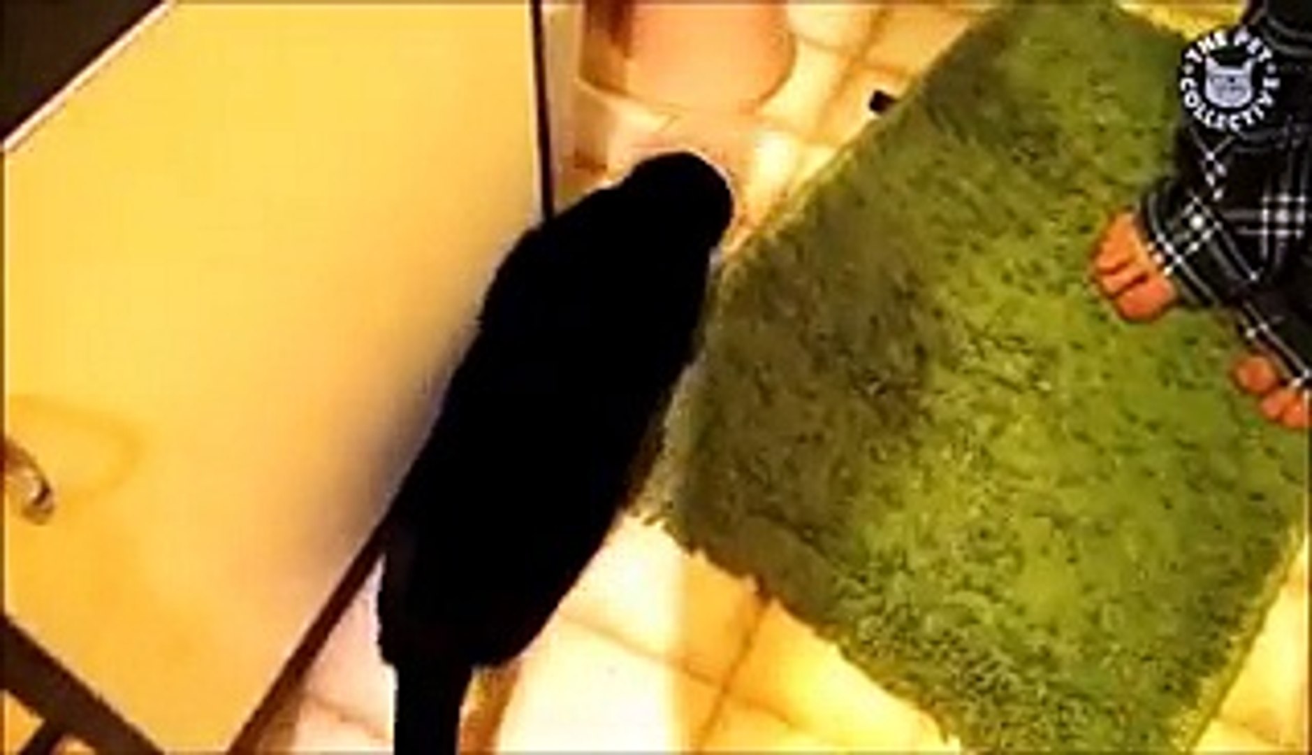 Animals Being Weirdos || Biggest Weirdo Pets