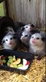 Des opossums très concentrés à l'heure du diner