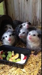 Des opossums très concentrés à l'heure du diner