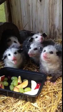 Des opossums très concentrés à l'heure du diner