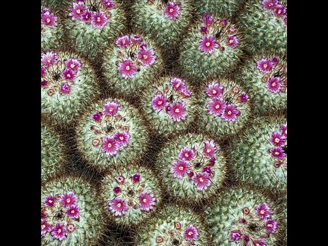 Beautiful Flowers 2 - slideshow of pretty spring and summer flower pictures (wall photos)