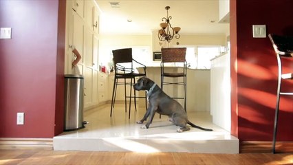 Voici quelques astuces pour prolonger la vie de votre chien