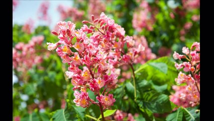 Beautiful flowers slideshow, part two