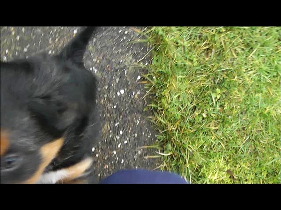 chiots HeavenXSkipper 6 semaines 1/2