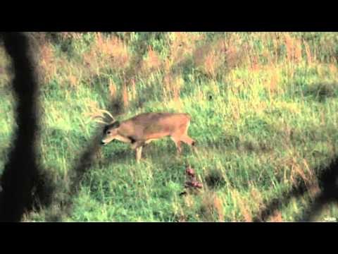 The Quest - From Cameraman to Hunter