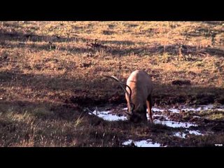 Ridge Reaper TV - Ancient Hunting Grounds and The Wallow