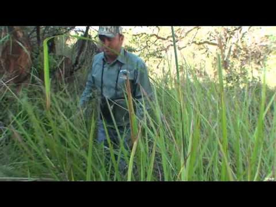 African BBQ Hunter - Namibia Trophy Gemsbok