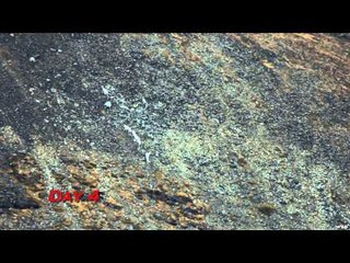 The Zone - Alaska Moose Part 1